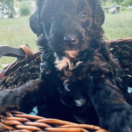 Poodle Puppies from Kindred Companions Toy Doodles