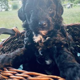 Poodle Puppies from Kindred Companions Toy Doodles