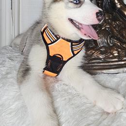 Siberian Husky Puppies from Springfield Huskies