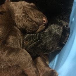 Labrador Retriever Puppies from Andy Lafleur