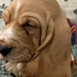 Basset Hound Puppies from Na