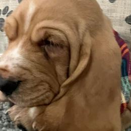 Basset Hound Puppies from Na