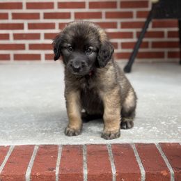 Girl 4 (Betty) - Reddish brown female Leonberger puppy in Manchester, Tennessee from Bois D’Arc Leonbergers