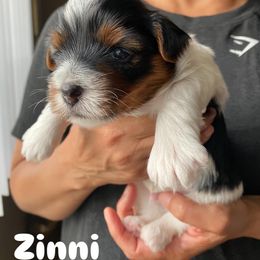 Yorkshire Terrier Puppies from Lala & Co.
