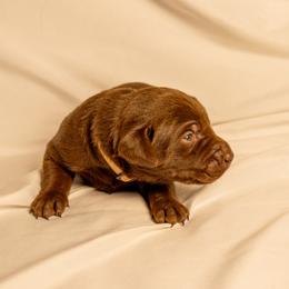 White collar - Chocolate male Labrador Retriever puppy in Lebanon, Oregon from Table Rock Retrievers