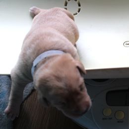 grey collar female - Labrador Retriever puppy in Hilliards, Pennsylvania from Del-Star Kennels