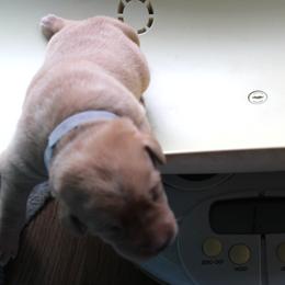 grey collar female - Labrador Retriever puppy in Hilliards, Pennsylvania from Del-Star Kennels