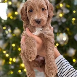 Goldendoodle Puppies from Boardwalk Doodles