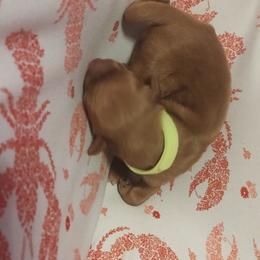 Light Yellow - Dark golden female Golden Retriever puppy in Davisboro, Georgia from Ginger Snap Golden Retrievers