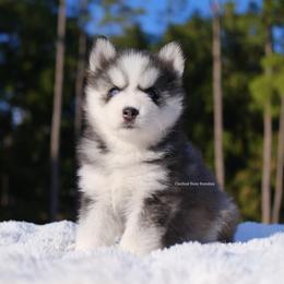 Fable - Gray and white female Pomsky puppy in Loxahatchee, Florida from Cardinal Point Pomskies