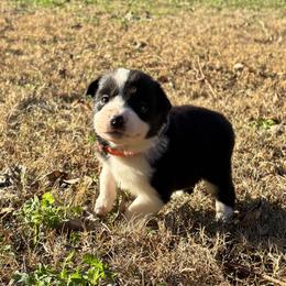 Boy 8 - Black and white male Border Collie puppy in Michie, Tennessee from Rivendell Border Collies