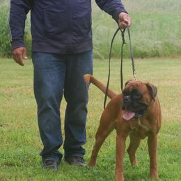 Boxers from Alfabox Boxers