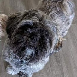 Ollie - Shih Tzu