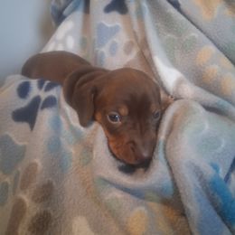 Cooper - Chocolate and tan male Dachshund puppy in Claremont, North Carolina from The Mini Farmhouse