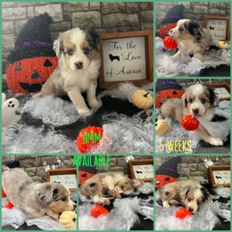 Boy 1 - Blue merle Miniature Australian Shepherd puppy in Woodlake, California from For the Love of Aussie