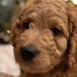 Goldendoodles from Oswego Doodles LLC