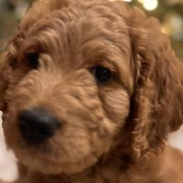 Goldendoodles from Oswego Doodles LLC
