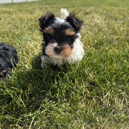 Thor - Parti male Yorkshire Terrier puppy in Elk Ridge, Utah from Janita's Yorkshire Terriers