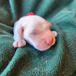 Red - Golden female Golden Retriever puppy in Lucasville, Ohio from Halo Kennels