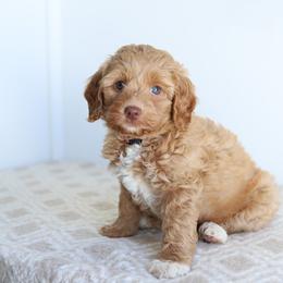 Pink - Apricot female Australian Labradoodle puppy in Williamstown, New York from Lewis Manor Labradoodles