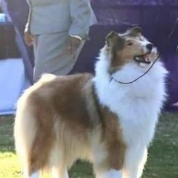 Ava - Collie