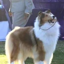Ava - Collie