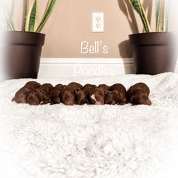Poodle Puppies from Bell’s Poodles