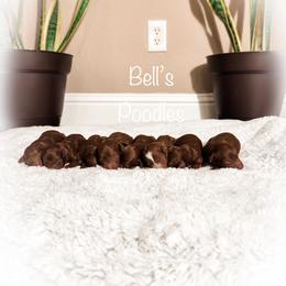 Poodle Puppies from Bell’s Poodles