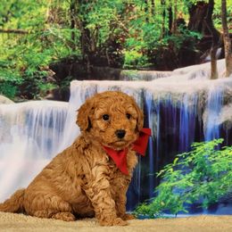 Goldendoodle and Poodle Puppies from Poodles Perfected