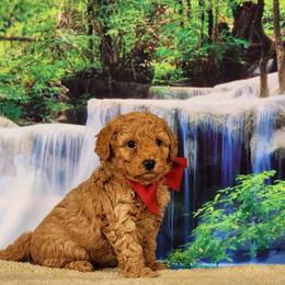 Goldendoodle and Poodle Puppies from Poodles Perfected