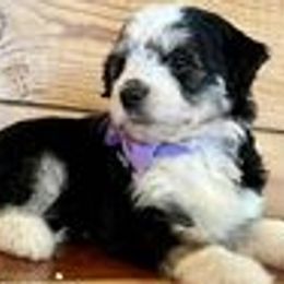 Girl 1 - Aussiedoodle puppy from Darling Doodles of Texas