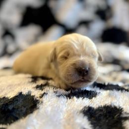 Chase - Light golden male Golden Retriever puppy in Oregon from Bliss Retrievers