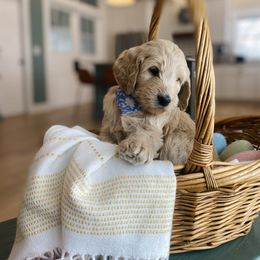 Goldendoodle Puppies from Lakeside Doodles MN