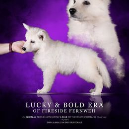 Girl 2 - White female Berger Blanc Suisse puppy in Chestnut, Illinois from Fireside Fernweh