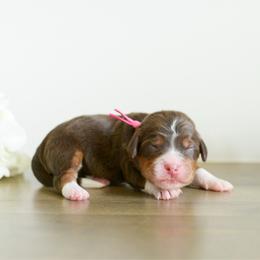 Girl 1 - female Australian Mountain Doodle puppy in Spanish Fork, Utah from K Brand Doodles