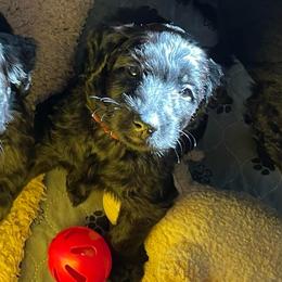 Merry - Black female Goldendoodle puppy in St Johns, Florida from Nini's Poodles and Doodles of St. Johns Co.