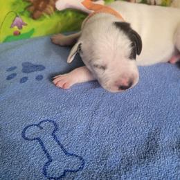 Forest - White and black male Dalmatian puppy in Grant, Michigan from Savannah Woltanski