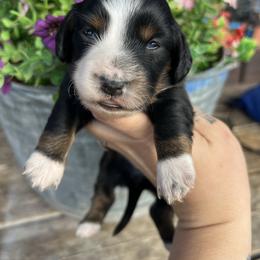 Sara Evans - Black and tan female Dachshund puppy in Payette, Idaho from NT Mini Doxies