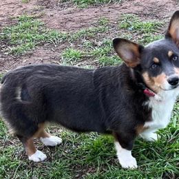 Tansy - Pembroke Welsh Corgi
