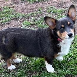 Tansy - Pembroke Welsh Corgi