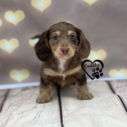 Max - Dapple male Dachshund puppy in Nashville, Arkansas from Cuddles n Curls