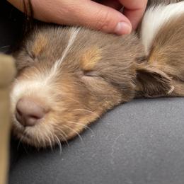 Australian Shepherd Puppies from Quiet Cove Kennels