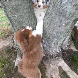 Australian Shepherd Puppies from NorthRidge Australian Shepherds