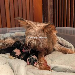 Yorkshire Terrier puppies from Tiny Tushy Lodge