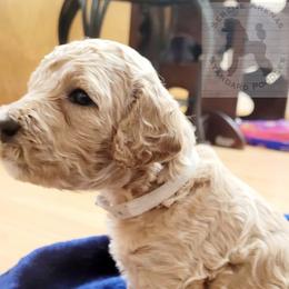 Poodle Puppies from Serene Arenas' Standard Poodles