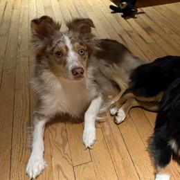 Miniature Australian Shepherds from MAS LUV