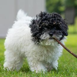Tucker - Black and white male Cavapoo puppy in Gurdon, Arkansas from Franklin Ranch Pups