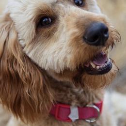 Goldendoodles from Willow’s Doodles