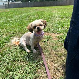 Feona - Shih Tzu