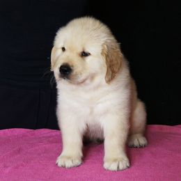 Golden Retriever Puppies from Honeysweet Goldens